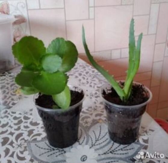 Спатифиллум,алоэ,каланхоэ