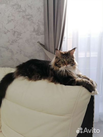 Кот мейкун вязка