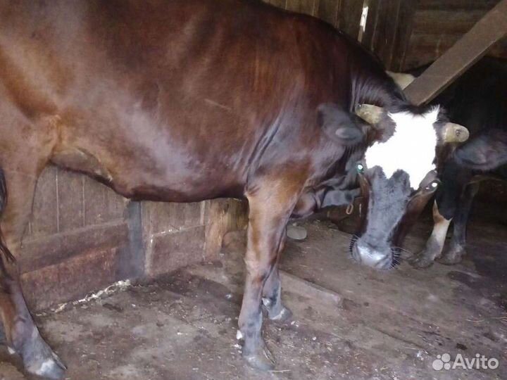 Нетель,коровы