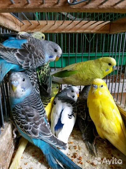 Попугаи