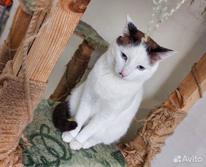 Обаятельный котик-кастрат с голубыми глазами