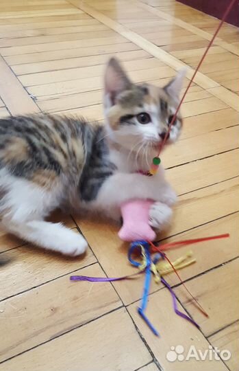 Котенок в добрые руки