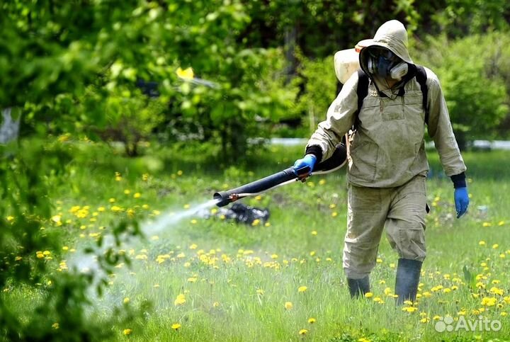 Уничтожение клопов тараканов грызунов блох клещей