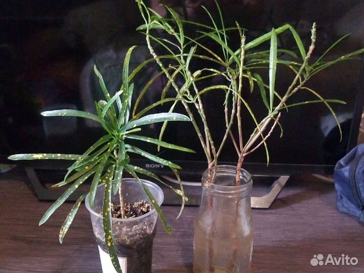 Кодиеум кротон