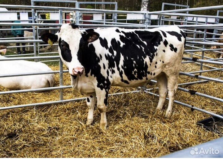 Корова Голштинская (районированная) и бык (3 мес.)