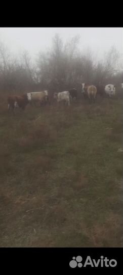 Коровы, телята, бычки