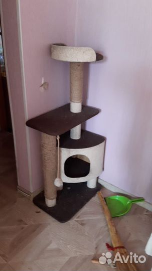 Кот