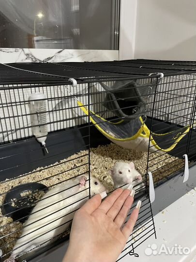 Крысы домашние с клеткой