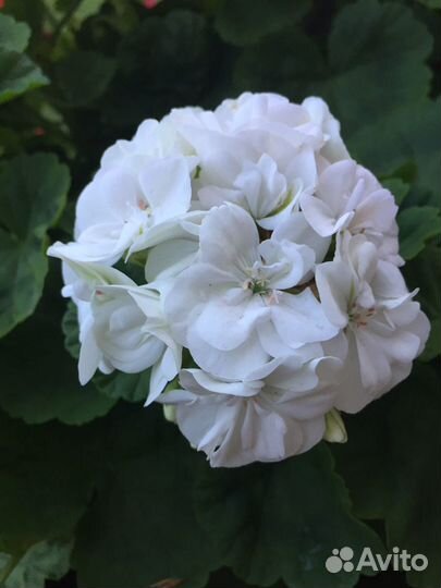 Пеларгония герань. Выкопаю при покупке из грунта