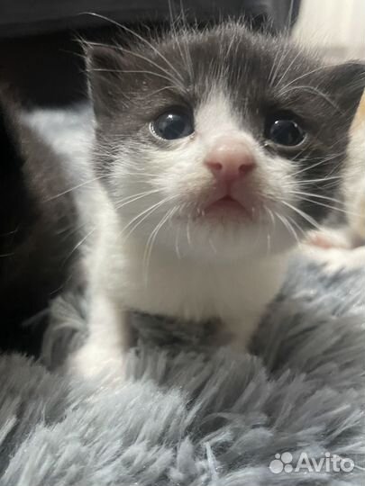 Котята в добрые руки даром