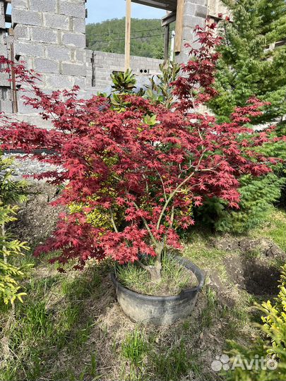 Японский клен