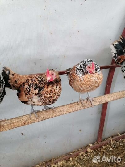 Куры петухи