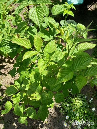 Кусты малины