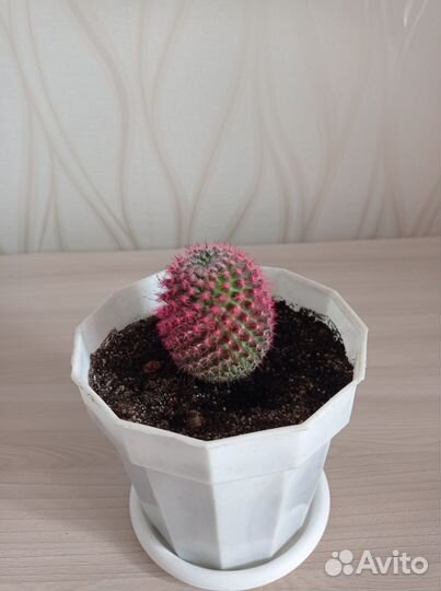 Кактус