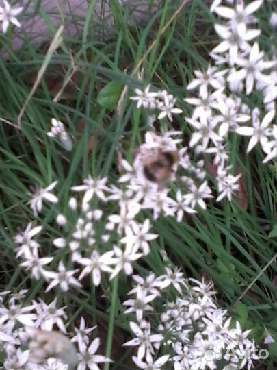 Мелисса, мята, пустырник, топинамбур д/диабетиков