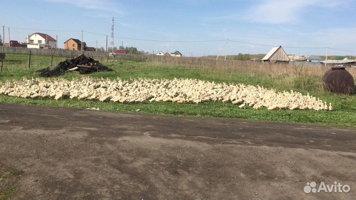 Утки Гуси Свинина.домаш тушенка