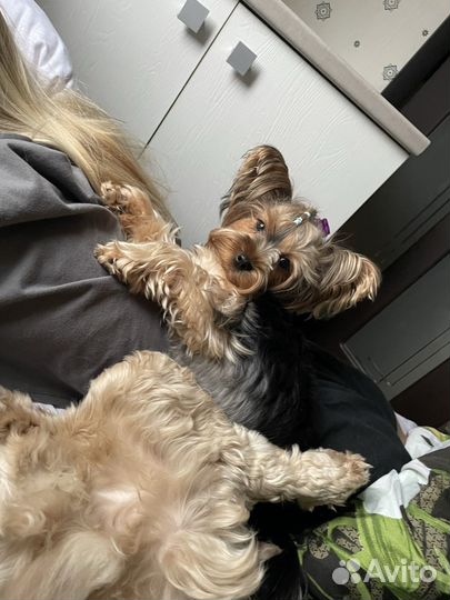 Передержка домашних животных