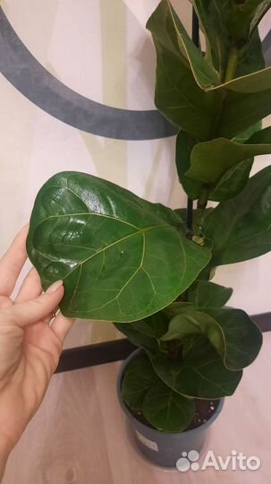 Фикус лирата бамбино 95см