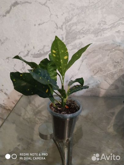 Фикус кротон