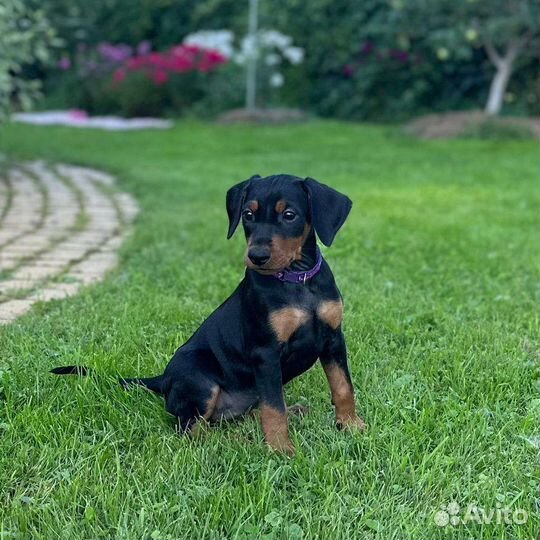 Немецкий пинчер