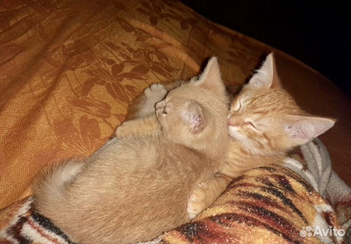 Персиковые котята