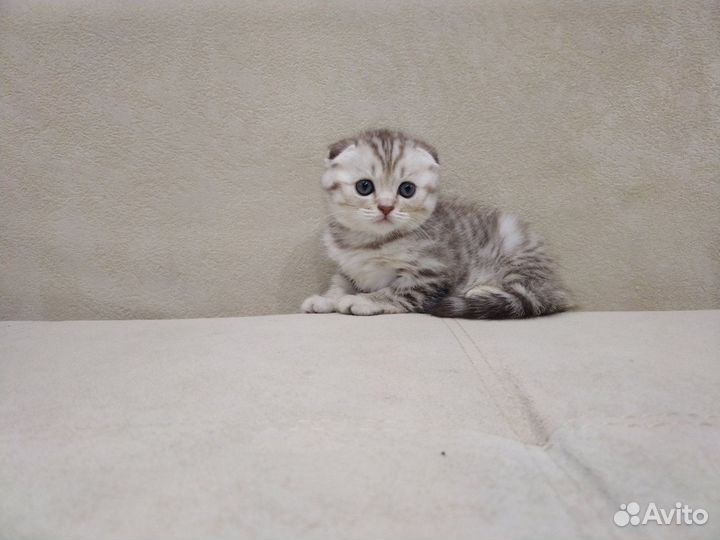 Продаются маленькие любимки