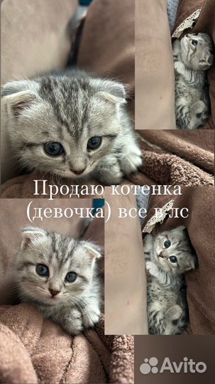 Шотландские котята метис