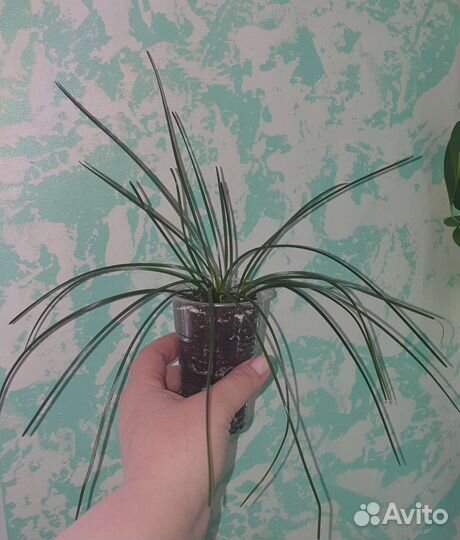 Зефирантес белый