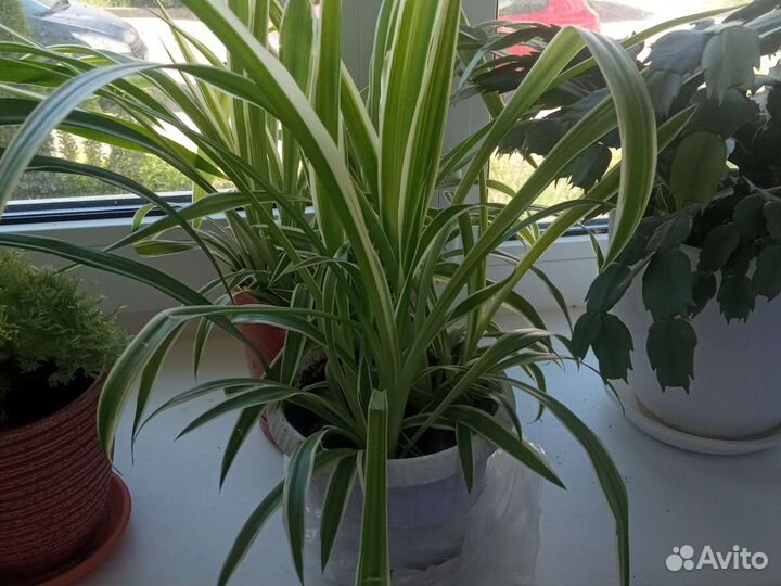 Хлорофитум полосатый