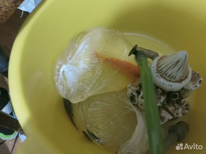 Золотая рыбка в добрый руки