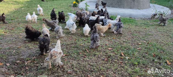 Цыплята