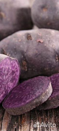 Картофель фиолетовый Гурман