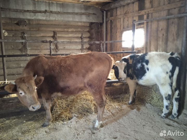 Телки стельные, коровы
