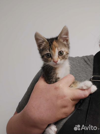Котёнок кошечка в добрые руки