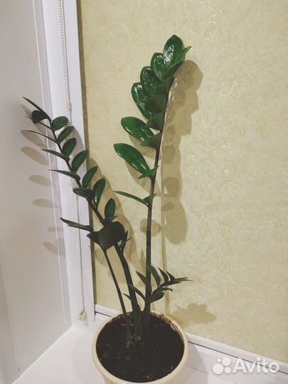 Замиокулькас