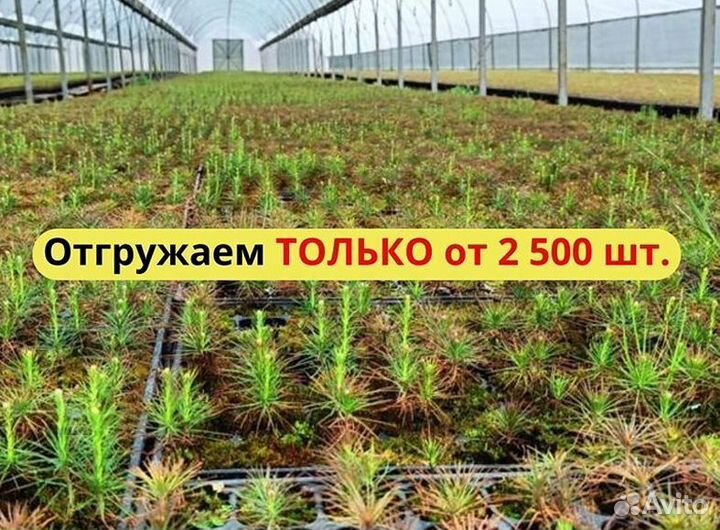 Саженцы ели европейской окс от производителя