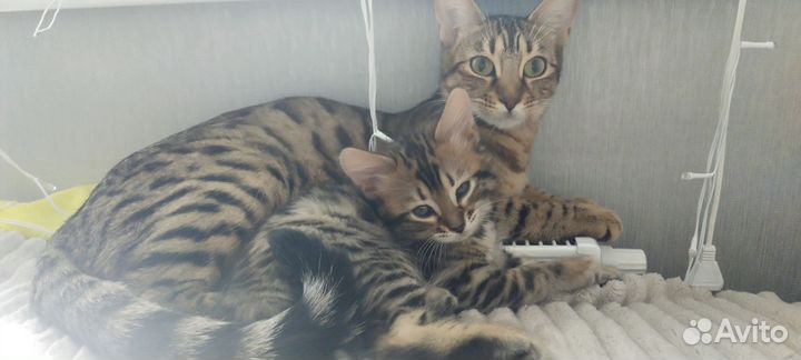 Кошка бенгальская