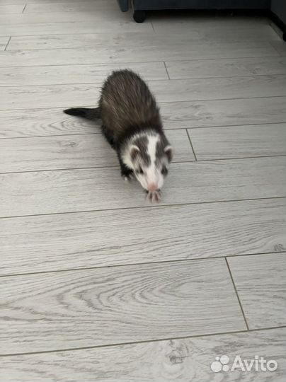 Продам хорька