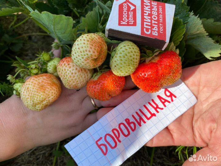 Рассада клубники