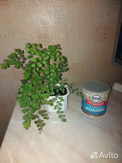 Папоротник адиантум