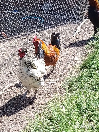 Декоративные курочки и петушки