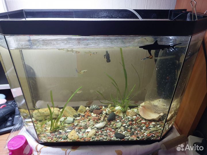 Аквариум с рыбками