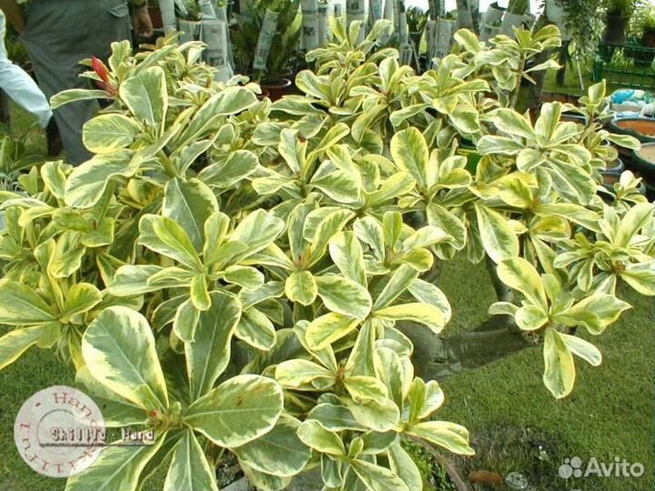 Семена адениума мини, вариегатные