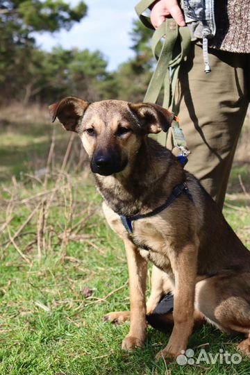 Щенок девочка Нора в добрые руки