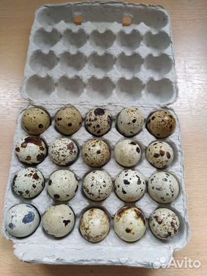 Яйца перепелиные инкубационное