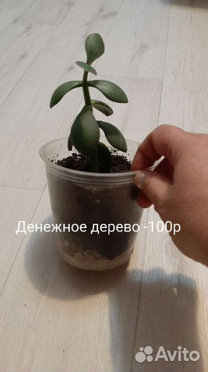 Растения