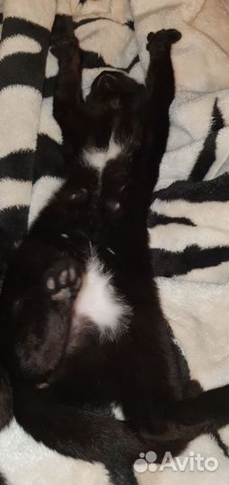 Шоколадный котенок, девочка, как пантера)