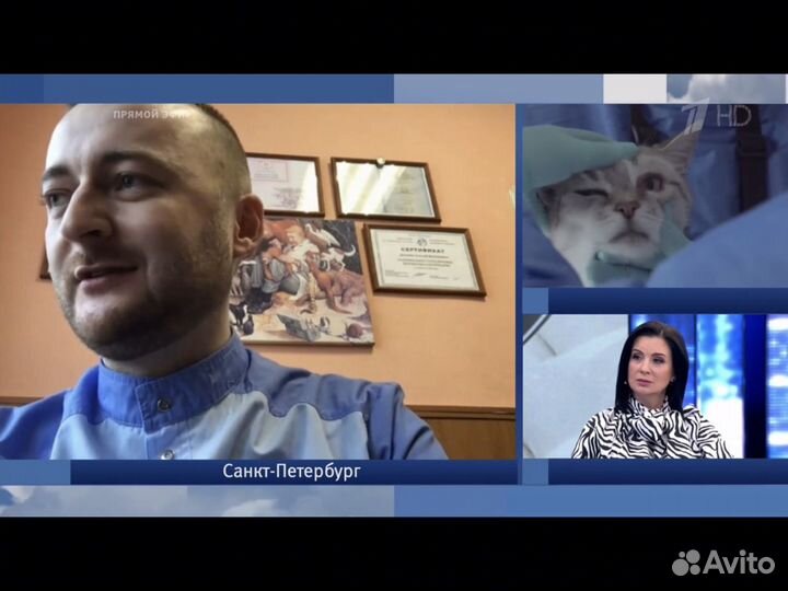 Вет. врач. Стерилизация кошек и собак на дому