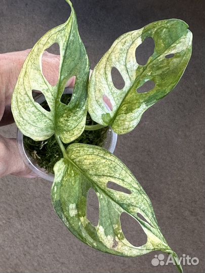 Монстера вариегатная адансона