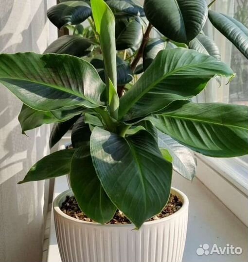 Банан комнатный тропикана